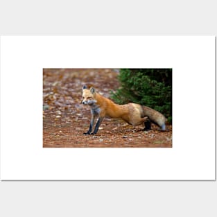 Red Fox - Algonquin Park, Canada Posters and Art